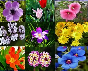 Remedio Natural para la Infección de Orina