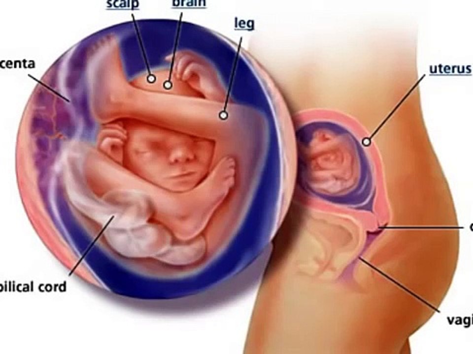 20 weeks pregnant, 20 weeks pregnant belly, 20 weeks pregnant ultrasound