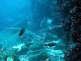 Galapagos Diving