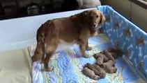 Golden Retriever Puppies - 3 Days Old - 4/19/09