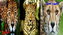 الفرق بين الفهد - الفهد الصياد - الجاكوار (مقطع مهم لكل عربي)