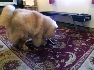 Mochi, the Dancing Chow Chow! * the CUTEST *