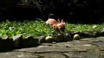Audrey the Chihuahua Puppy (SLOW MOTION)