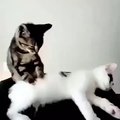 مسّاج على طريقة القطط