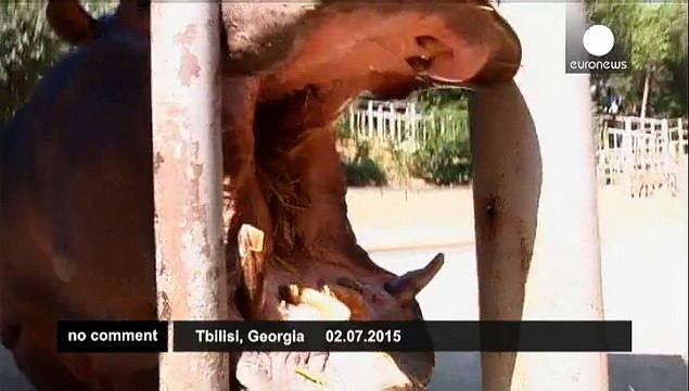 Georgia: Tbilisi Zoo is counting its survivors