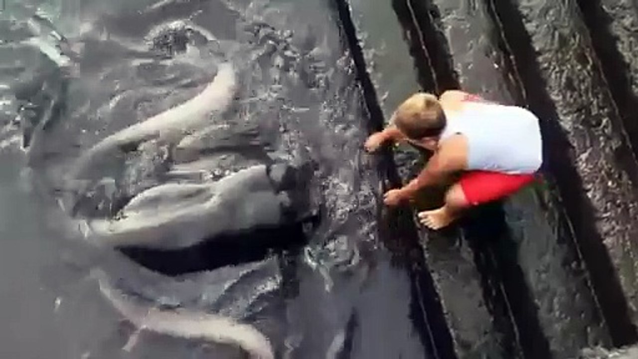 Stingray feeding
