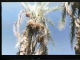عرس الزين1976-لقطة من الفلم السوداني