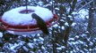 2009-01-27 Anna Hummingbird in Snow
