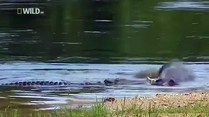 National Geographic Cheetah Animal Attack Full Documentary HD 2015