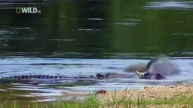 National Geographic Cheetah Animal Attack Full Documentary HD 2015