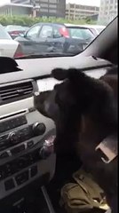 Un chiot découvre la climatisation en voiture