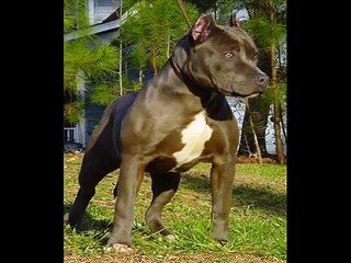 Kangal Vs Pitbull ( müziğe dikkat ..!  :)