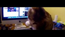 Lustige Videos Lustige Katzen Lustige Streiche Funny Animals Videos Videos engraçados 2015