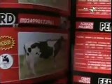 Tragica ammissione di una allevatrice di mucche da latte