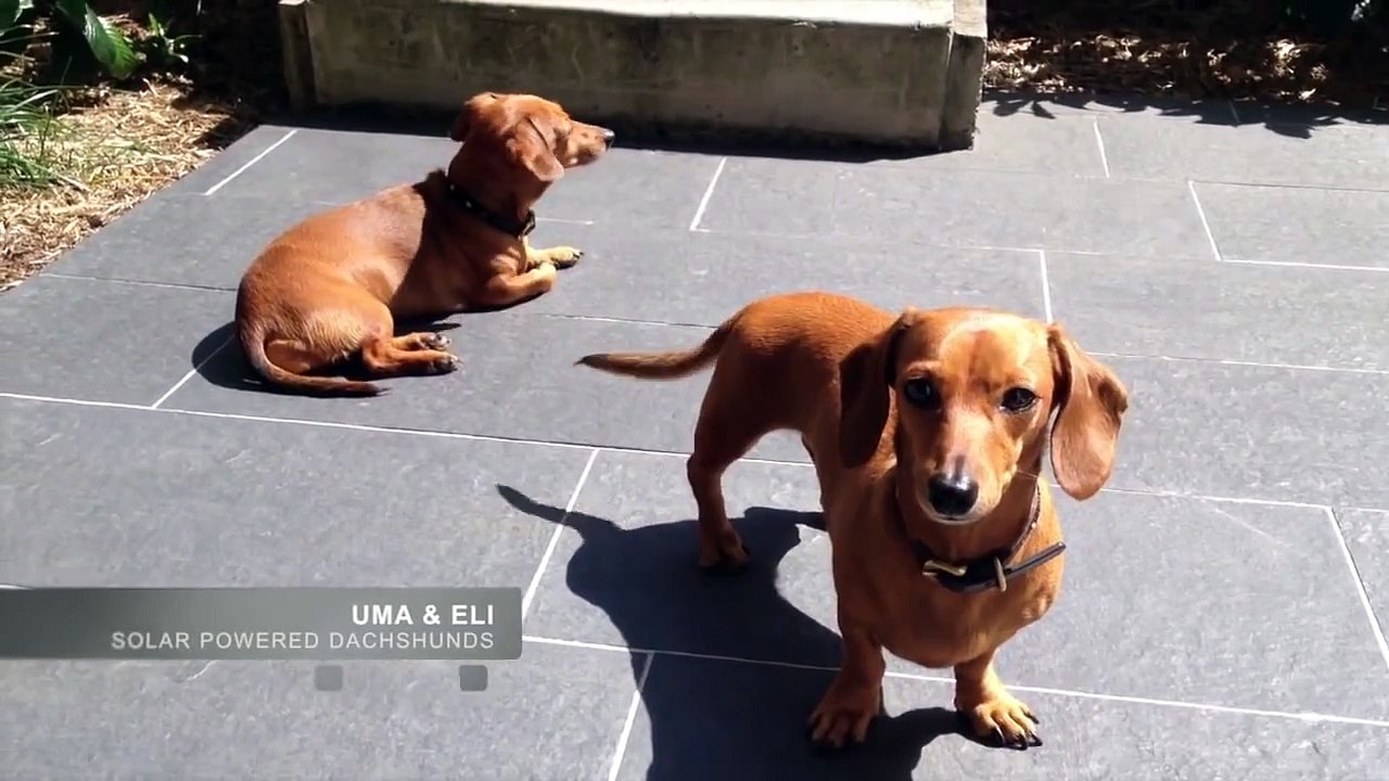 Solar Powered Dachshunds