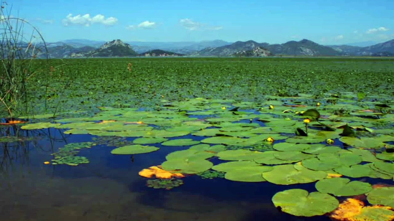 Skadarsko jezero - Lake Skadar
