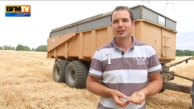 Agriculture: des moissons précoces à cause de la canicule