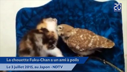 Insolite : une histoire d'amour entre un chat et une chouette