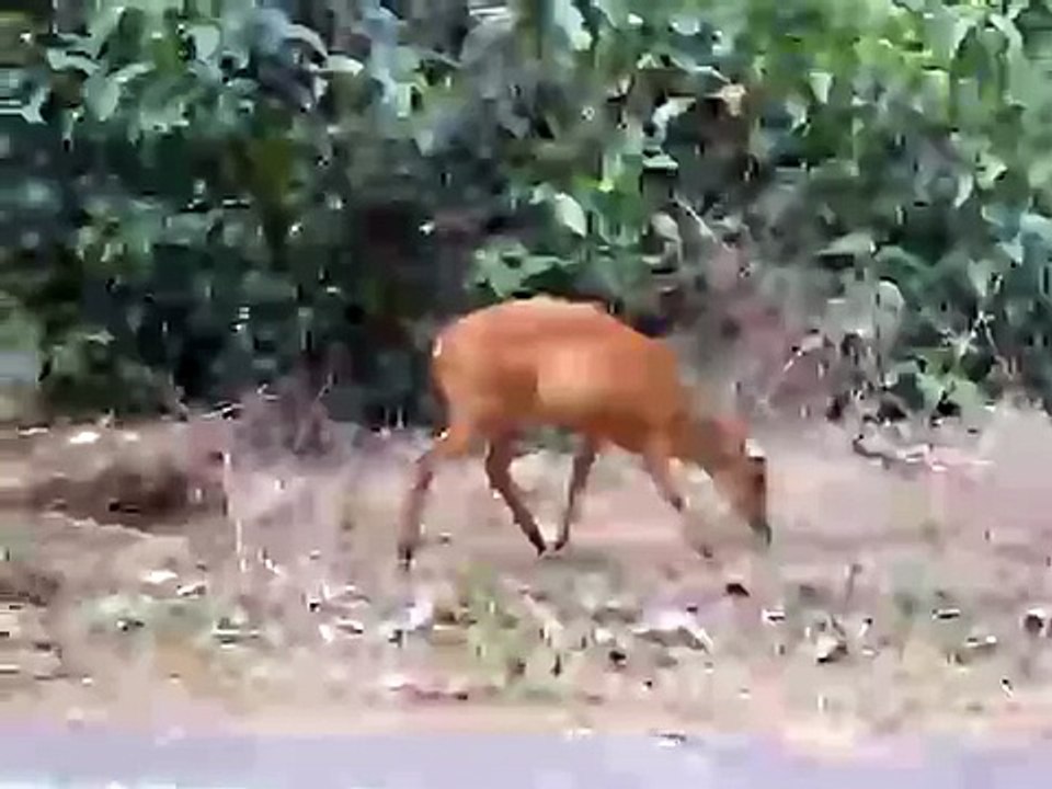 Barking Deer in Khao Yai National Park, Thailand