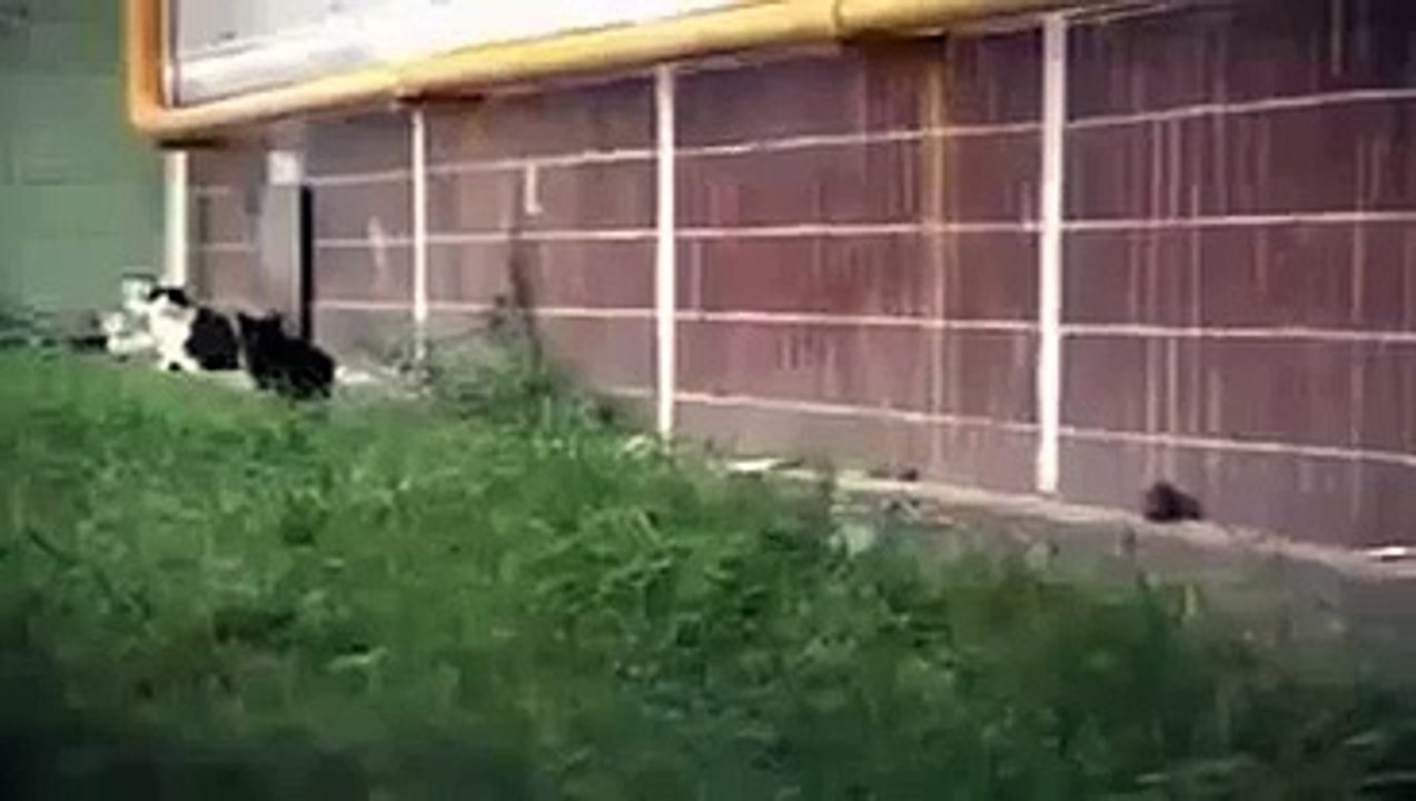 Giant Rat Terrorising The NeighBourHood Must Watch - Animals Gone Wild -
