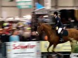 Pferdeausstellung auf der Reiten-Jagen-Fischen Messe Erfurt