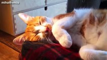 Funny Cats And Dogs Don t Want To Wake Up Compilation 2015 NEW