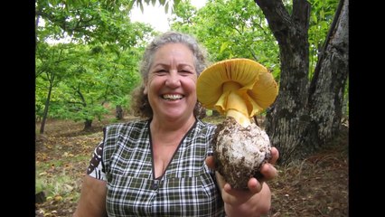 Setas de otoño Amanita Caesaria y Boletus un  video muy bonito.