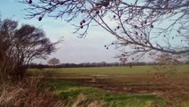 Hunting Rabbits with my Female Harris Hawk 2012