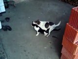 Dog humping cat!!!