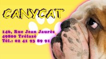 Salon de toilettage chiens, chats et rongeurs à Trélazé (Angers) - Canycat