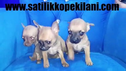 Satılık Chihuahua Şivava Yavrular 05412625843