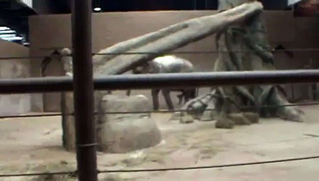 Animal Giving Birth