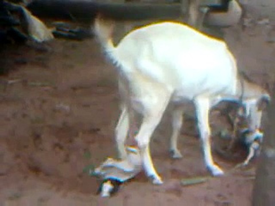 animal delivery live