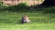 Wild rabbit feeding her young in daytime