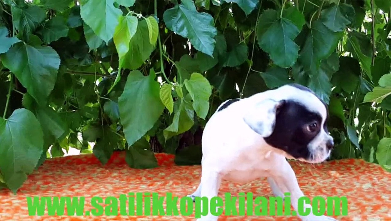 Satılık Fransız Bulldog Yavrular 05412625853