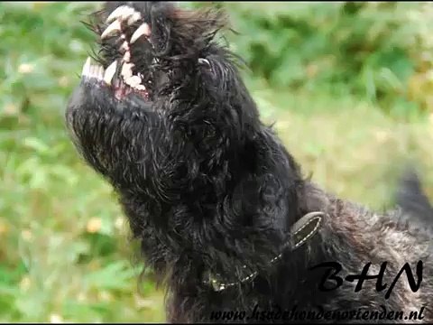 Bouvier des Flandres Zaira at work!