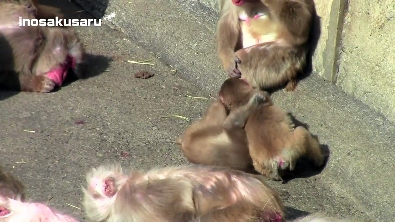 Baby monkey fight