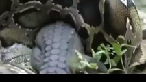 Anaconda vs Crocodile ~ Crocodile vs Anaconda