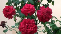 Rosas do meu jardim, Família rosáceas, Plantas decdorativas,
