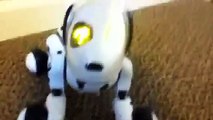 Zoomer the robot dog in action