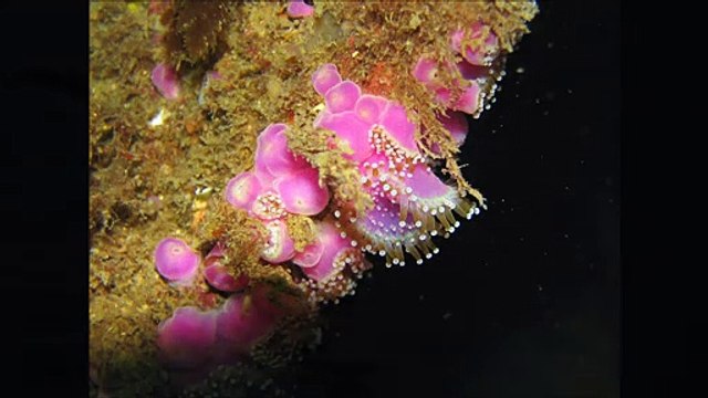 Diaporama du Parc naturel marin de l'estuaire de la Gironde et de la mer des Pertuis - juillet 2015