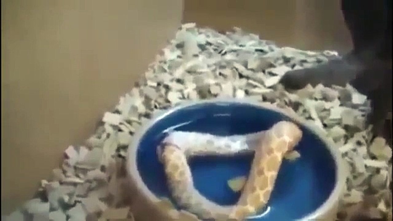 Eating Self Best Wild Animal Videos 2014