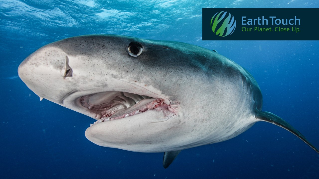 Shark Week 2015_Top 10 Encounters