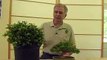 How to Grow Bonsai Trees : What is a Bonsai Tree and How is it Formed?