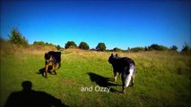 Dogs playing ball (GoPro Hero 3 Black slow motion)