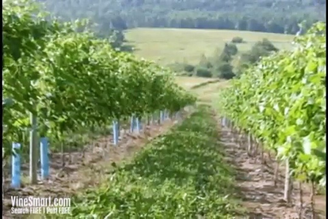 Nova Scotia Vineyard For Sale, Home For Sale, and Land For Sale - Wine Real Estate