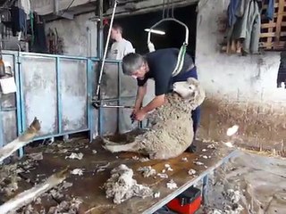 Brebis qui se fait tondre