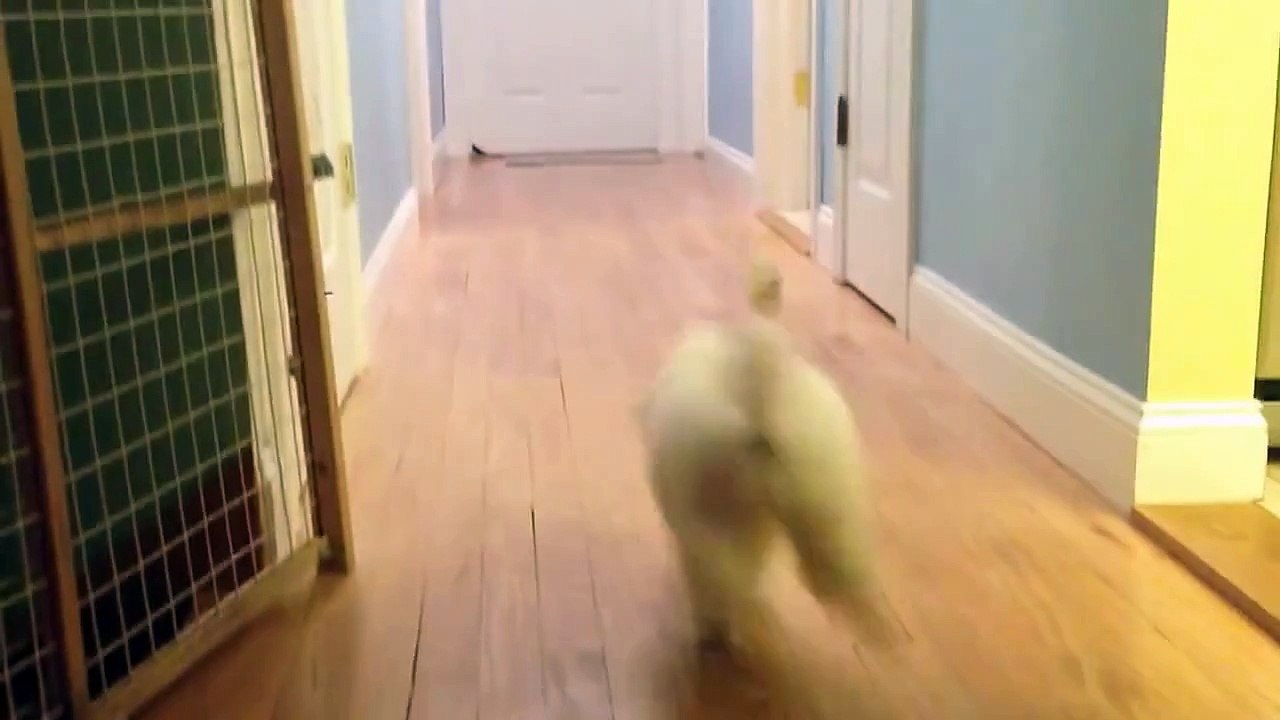 My 9 week old Miniature Poodle Puppy playing fetch :)