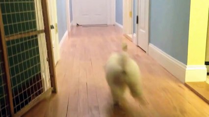 My 9 week old Miniature Poodle Puppy playing fetch :)