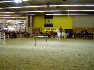 Quatar, étalon Barbe - Salon paris06